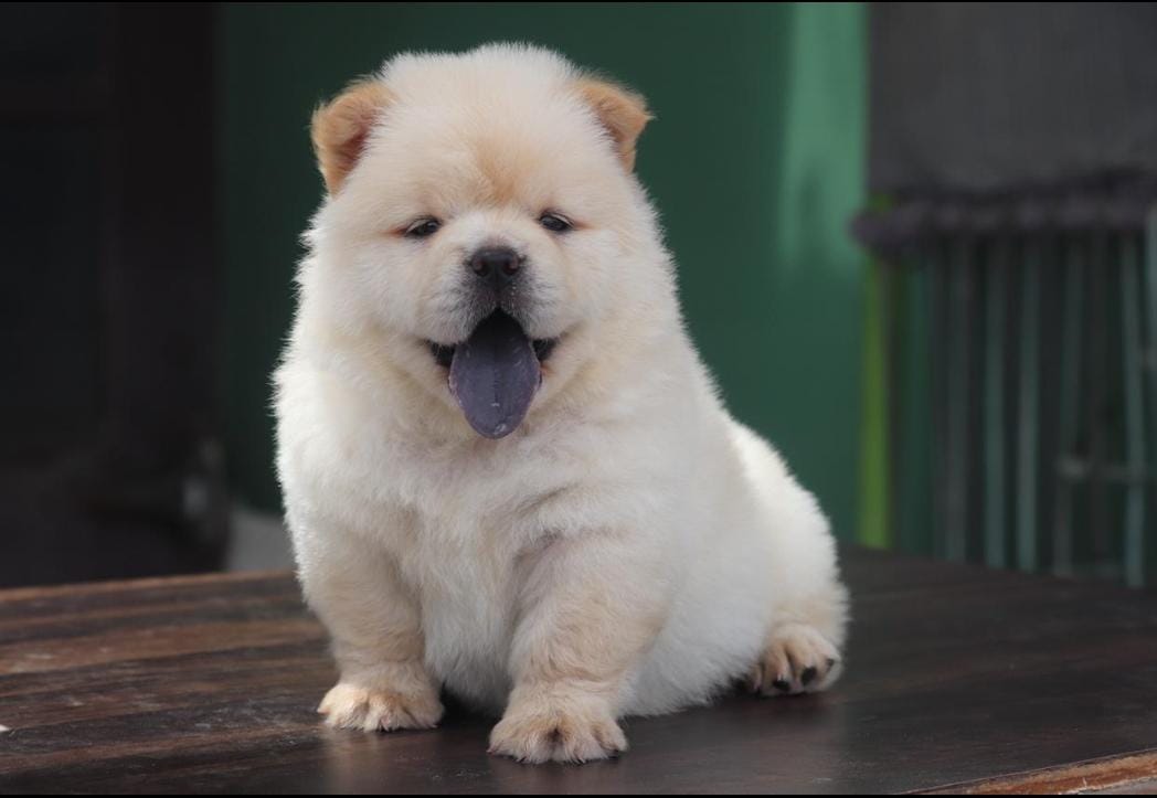 Chow Chow